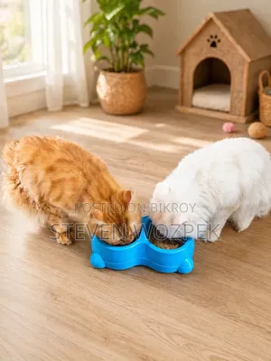 6-12 Months Male Purebred Persian