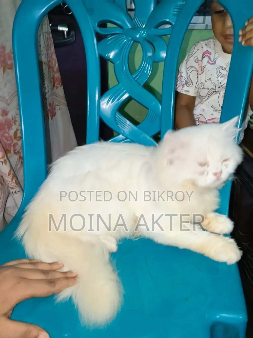 1+ Year Male Purebred Persian