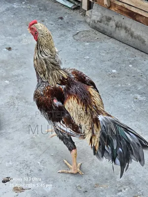 আসিল মোরগ