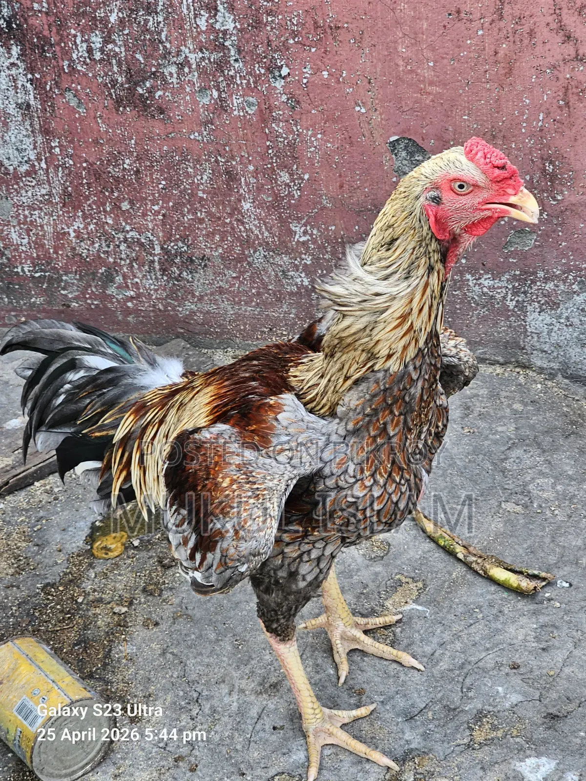 আসিল মোরগ