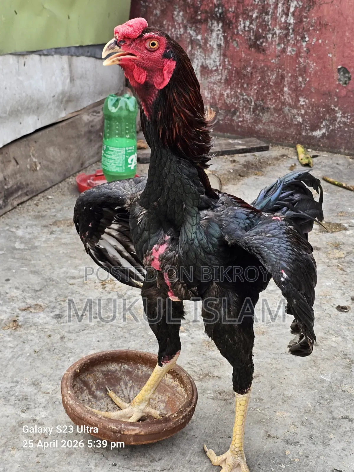 আসিল মোরগ
