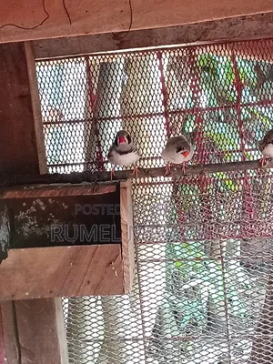 Zebra Finch Bird