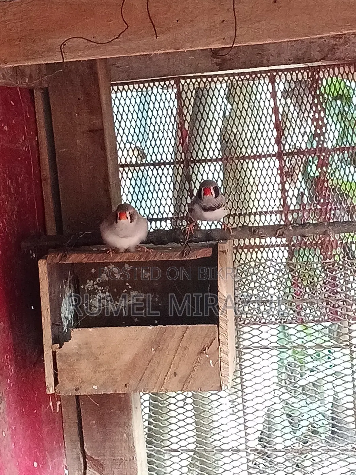 Zebra Finch Bird