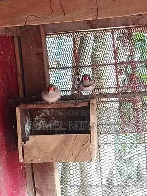 Zebra Finch Bird