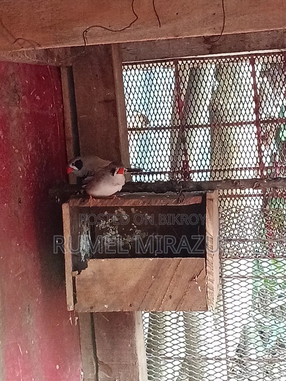 Zebra Finch Bird