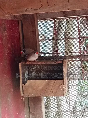 Zebra Finch Bird