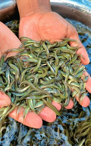 তাড়াবাইম মাছের পোনা বিক্রি