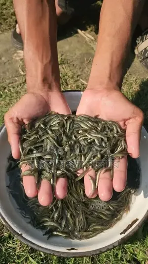 তাড়াবাইম মাছের পোনা বিক্রি