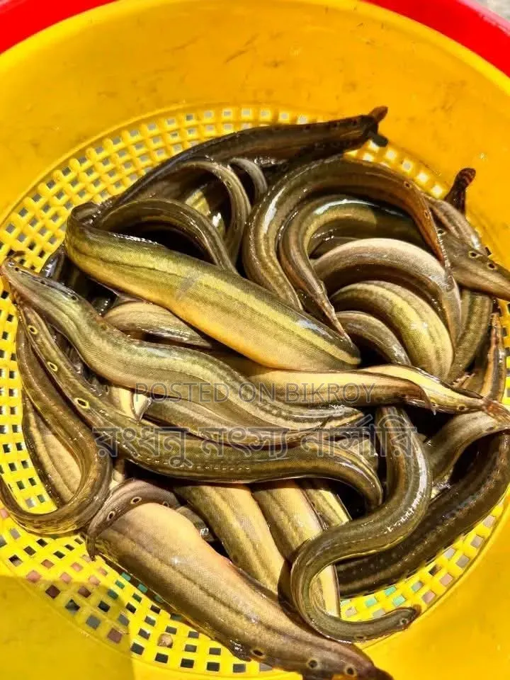 তাড়াবাইম মাছের পোনা বিক্রি