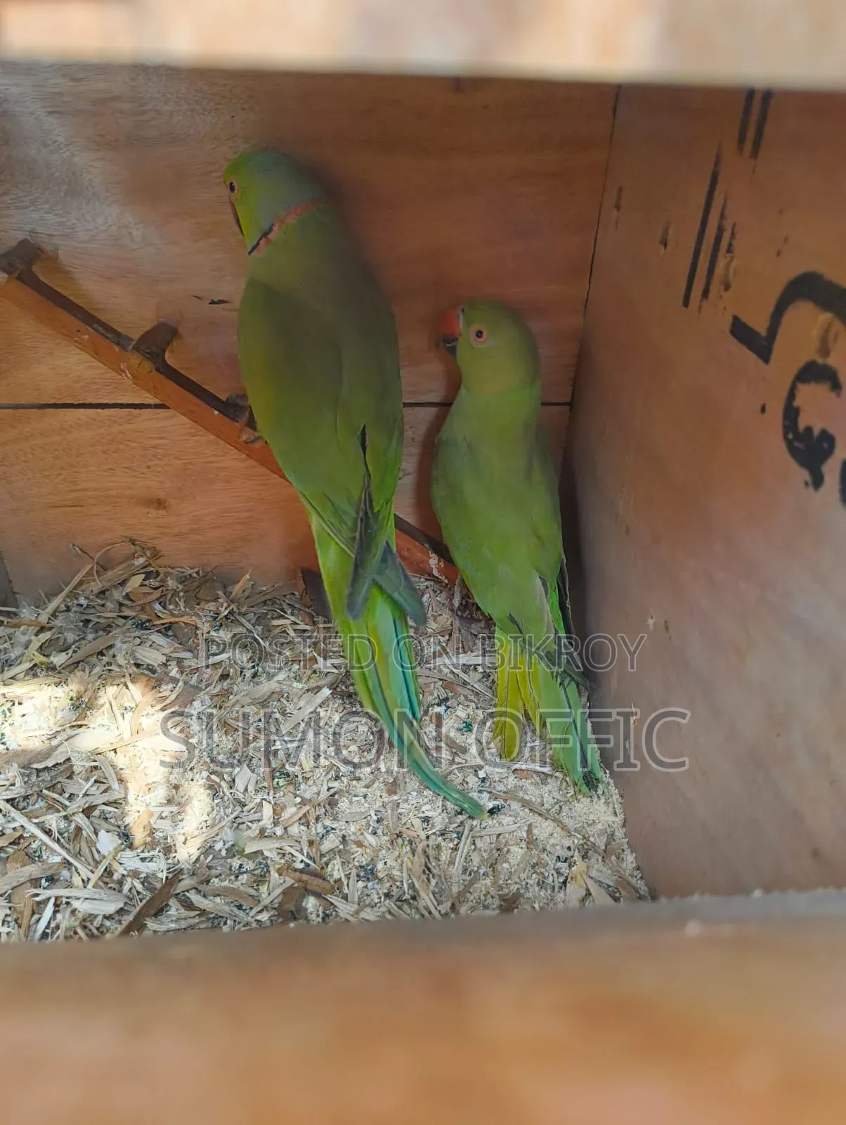 পাখি পাখি লাভ বাড