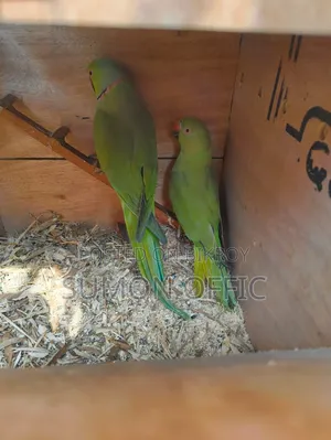 পাখি পাখি লাভ বাড