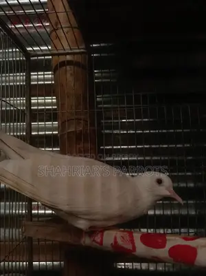Running Male Dove