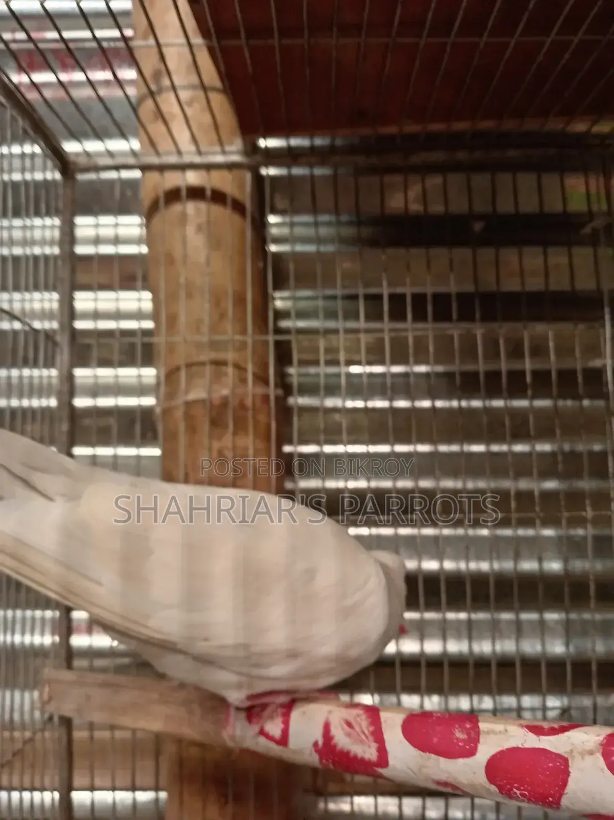 Running Male Dove