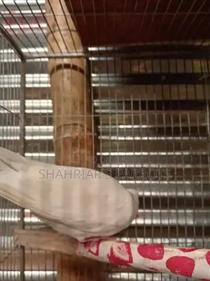 Running Male Dove