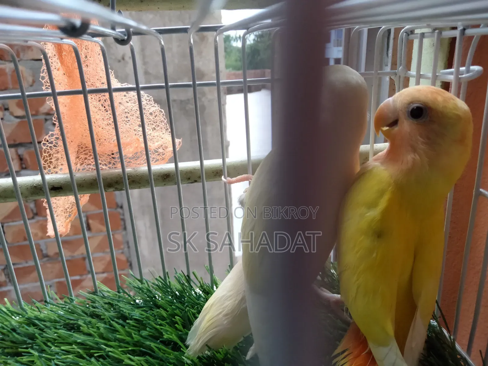 Lovebird