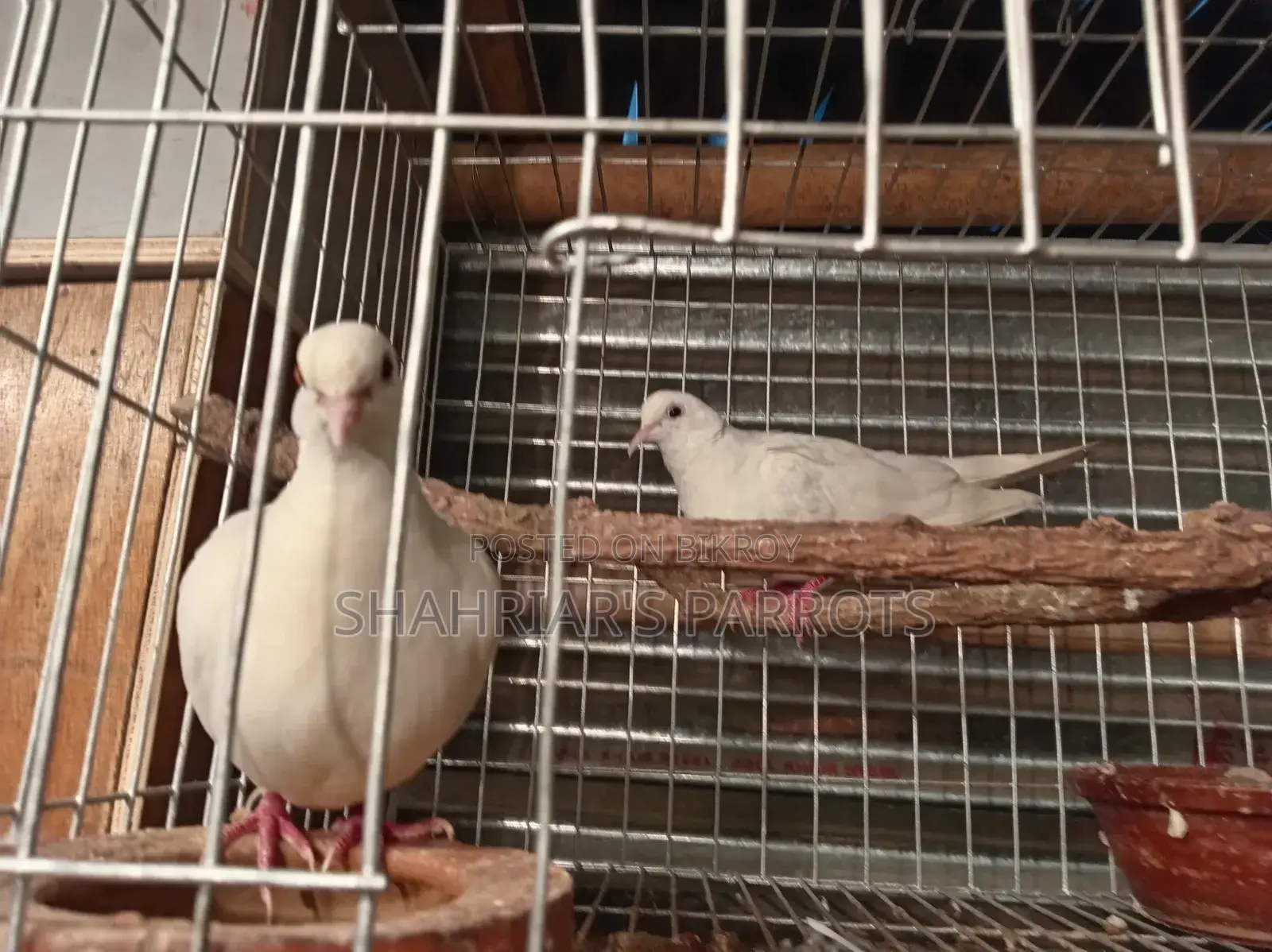 Running Red Eye Dove with Chicks