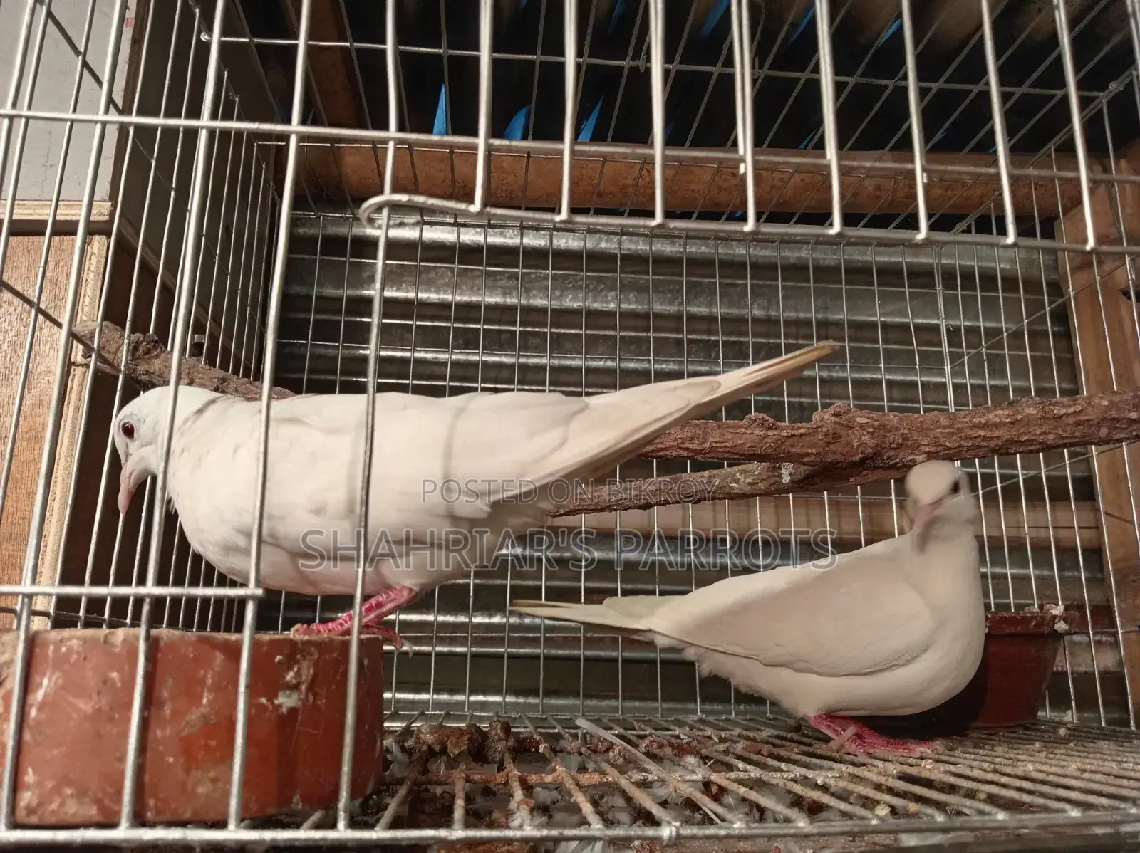 Running Red Eye Dove with Chicks