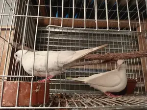 Running Red Eye Dove with Chicks