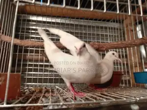 Running Red Eye Dove with Chicks