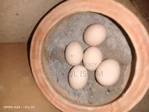 Columbian Light Brahma Chicken Eggs