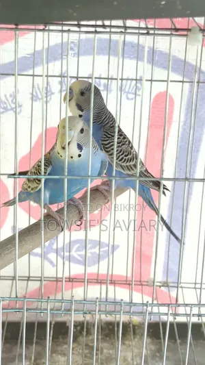 Budgies Pair