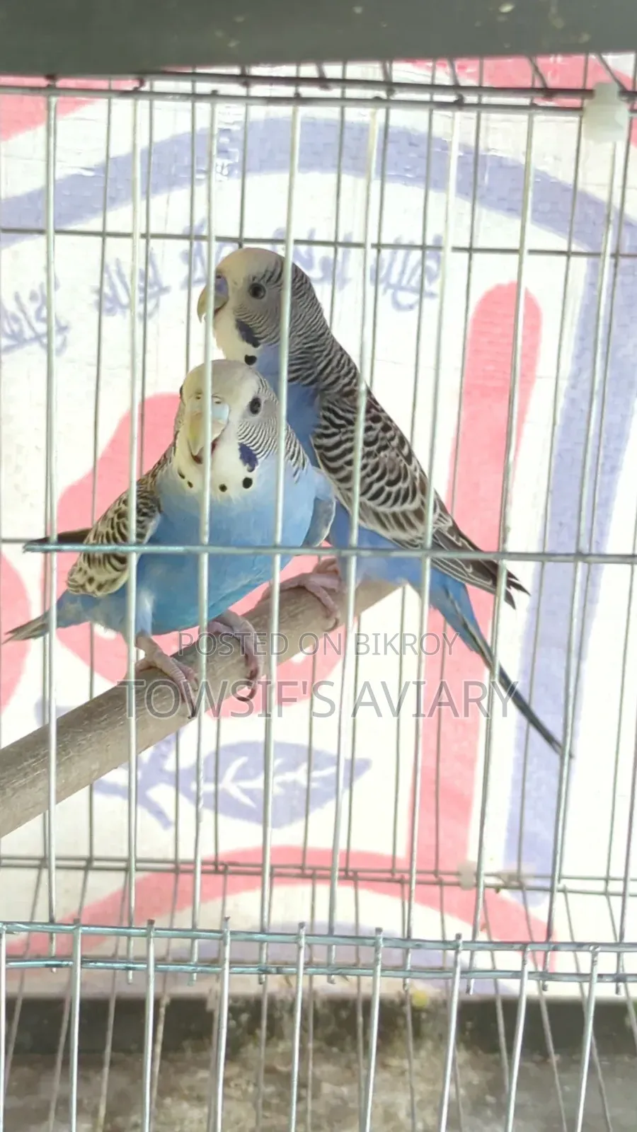 Budgies Pair