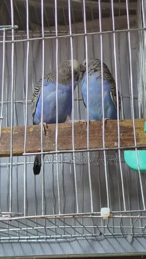 Budgies Pair