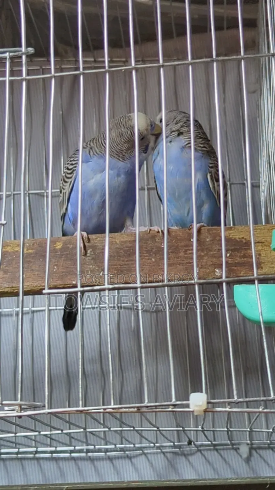 Budgies Pair