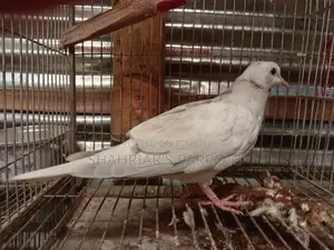 Australian Dove Chick