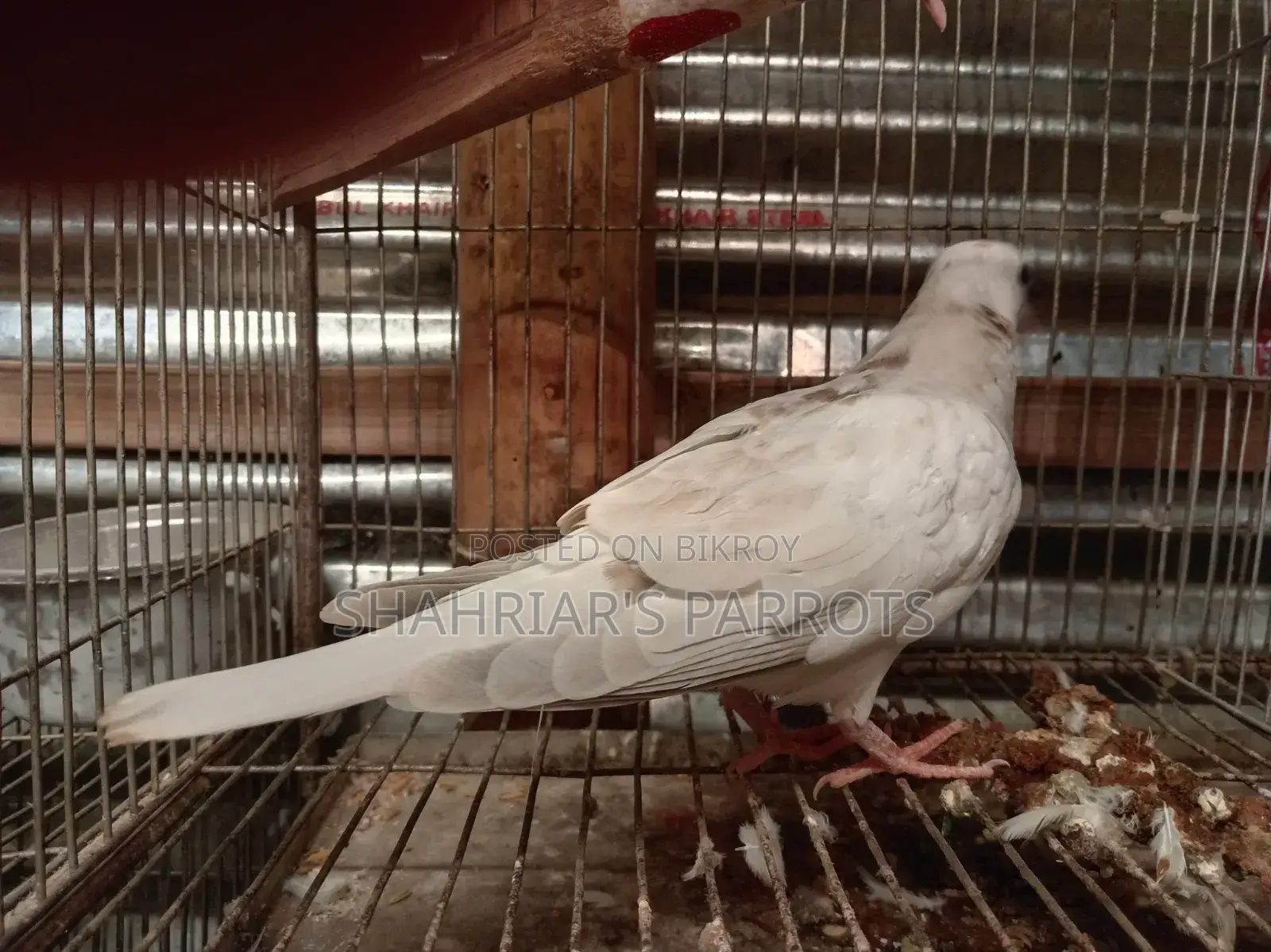 Australian Dove Chick