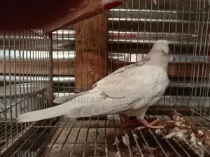 Australian Dove Chick