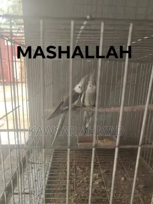 সুস্থ পাখি বাচ্চা সহ বিক্রি করবো