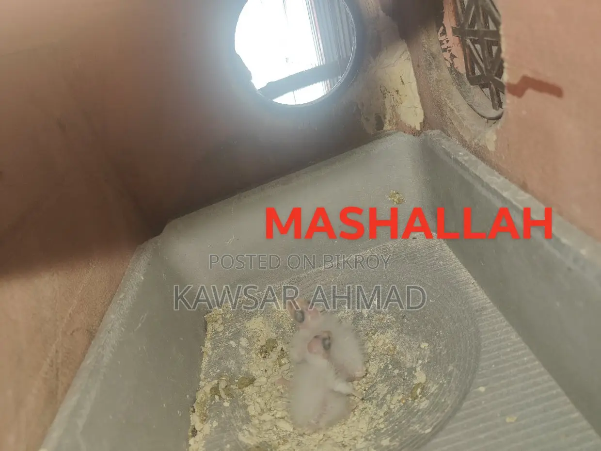 Selling Healthy Birds with Chicks