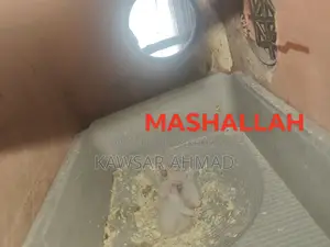 Selling Healthy Birds with Chicks
