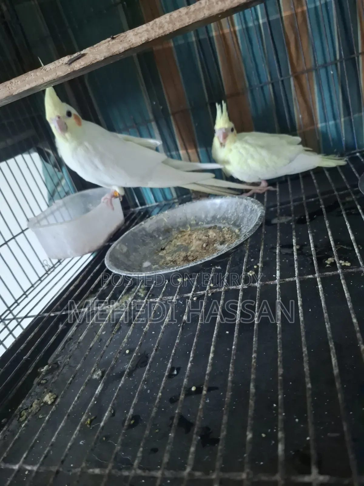 Lutino single female or with one baby.