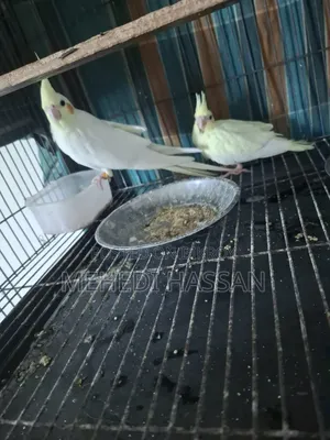 Lutino single female or with one baby.