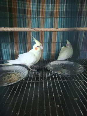 Lutino single female or with one baby.