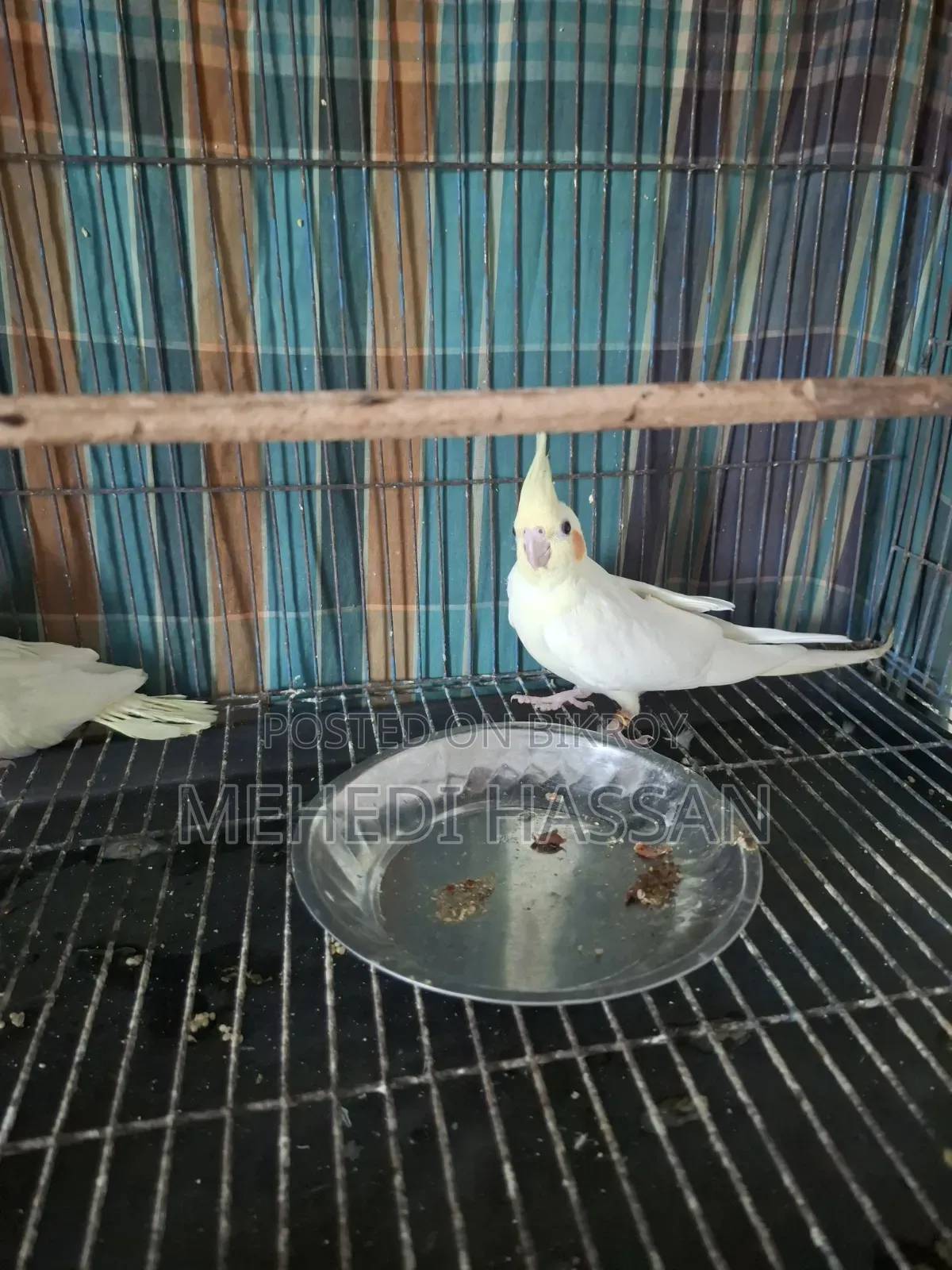 Lutino single female or with one baby.