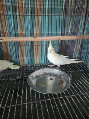 Lutino single female or with one baby.