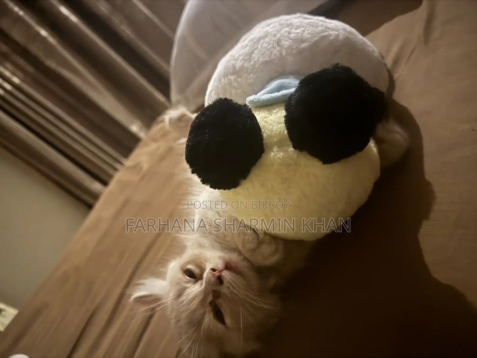6-12 Months Female Purebred Persian
