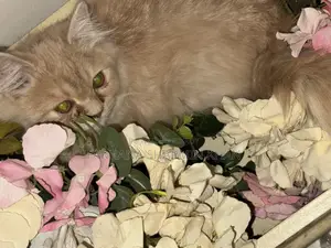 6-12 Months Female Purebred Persian