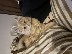6-12 Months Female Purebred Persian