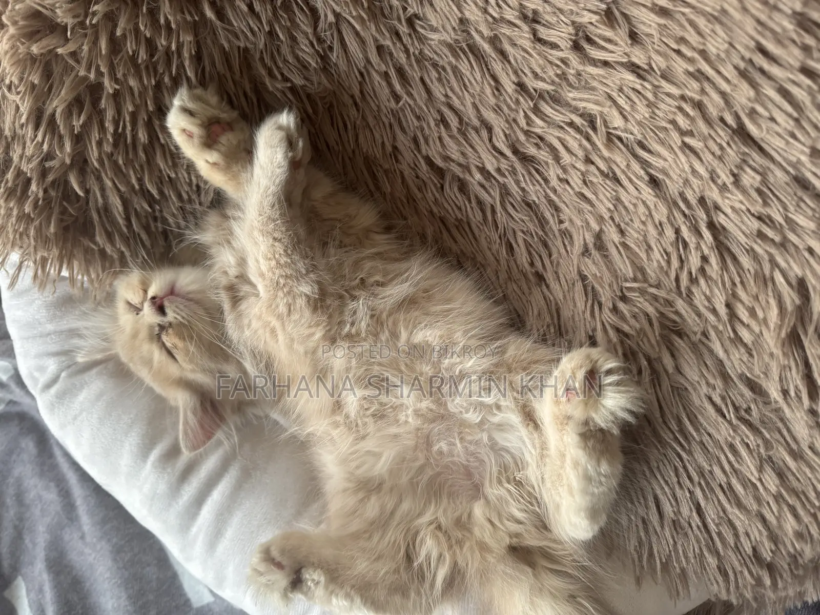 6-12 Months Female Purebred Persian
