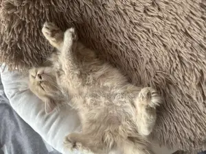 6-12 Months Female Purebred Persian