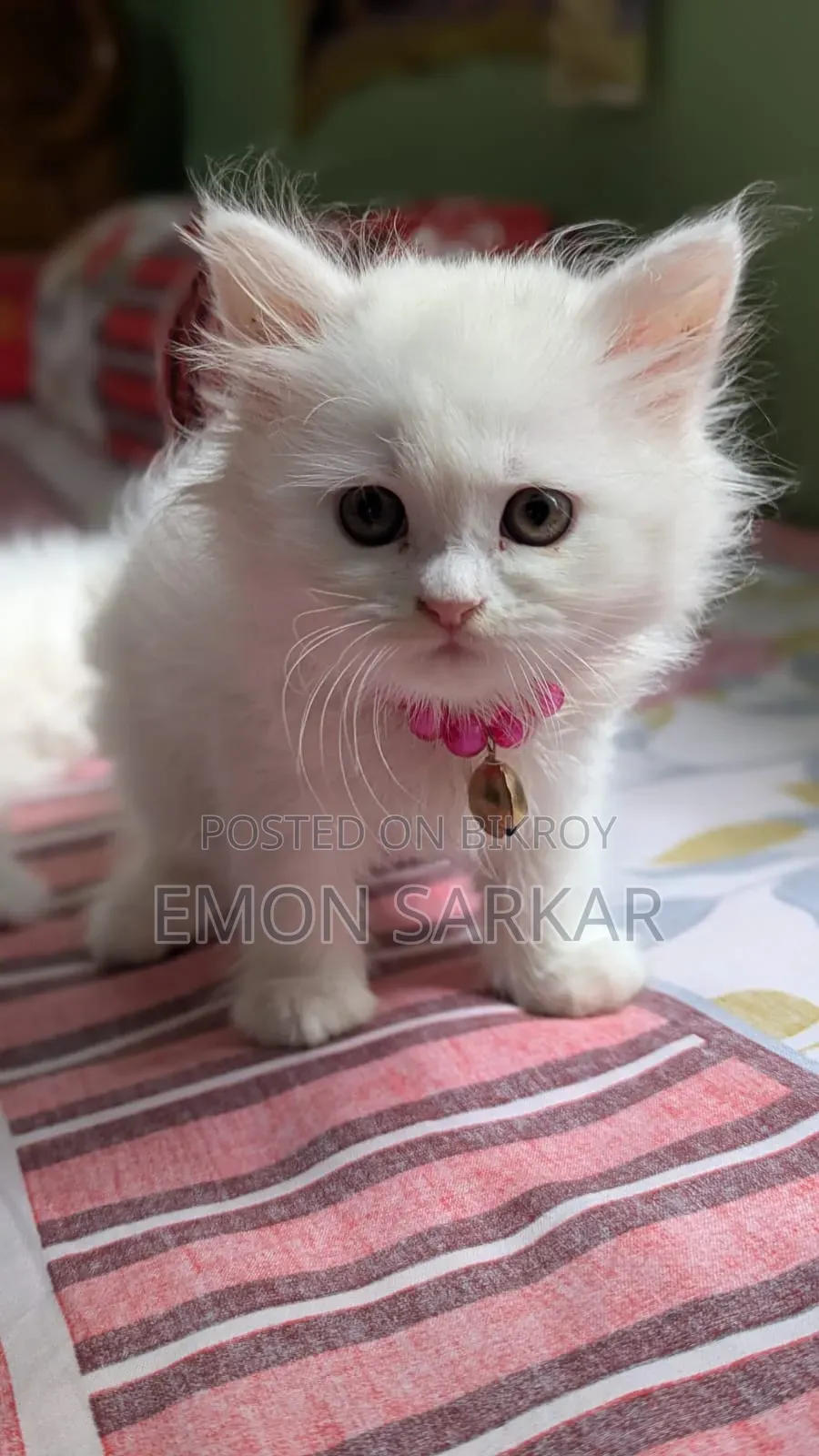 1-3 months Female Purebred Persian