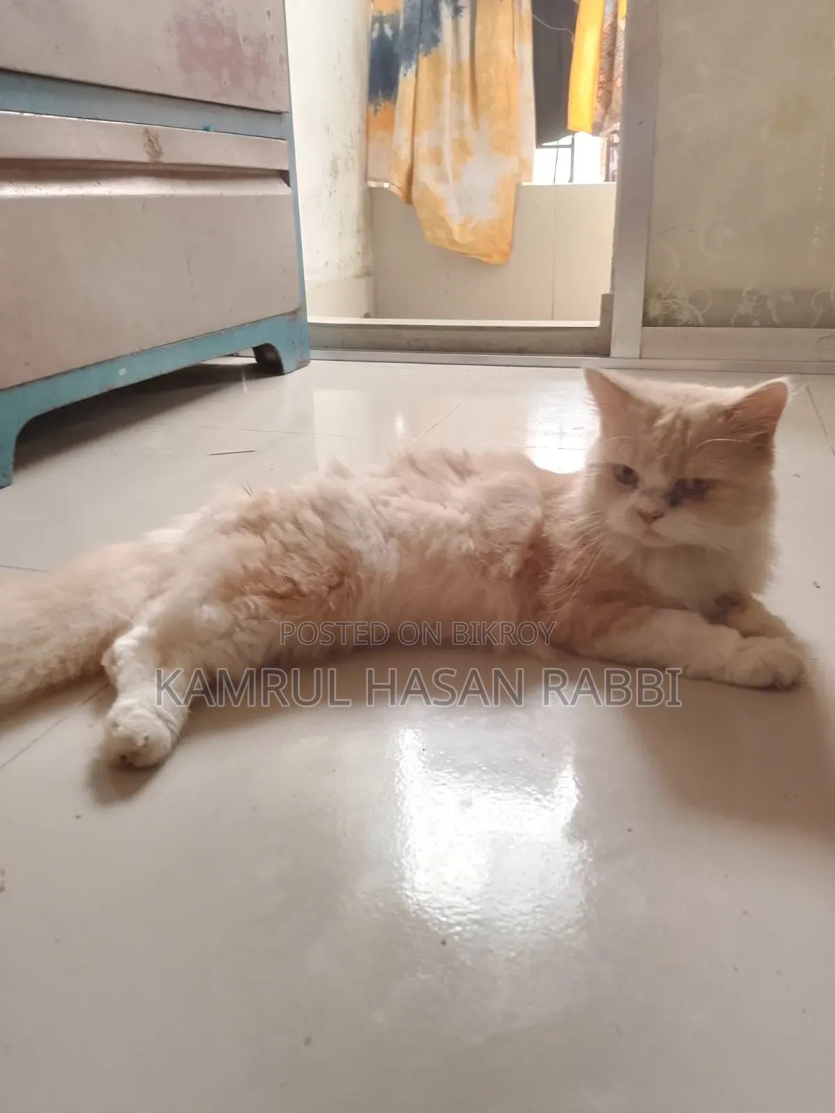 1+ Year Male Purebred Persian
