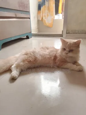 1+ Year Male Purebred Persian