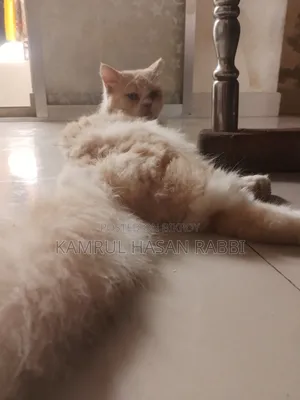 1+ Year Male Purebred Persian