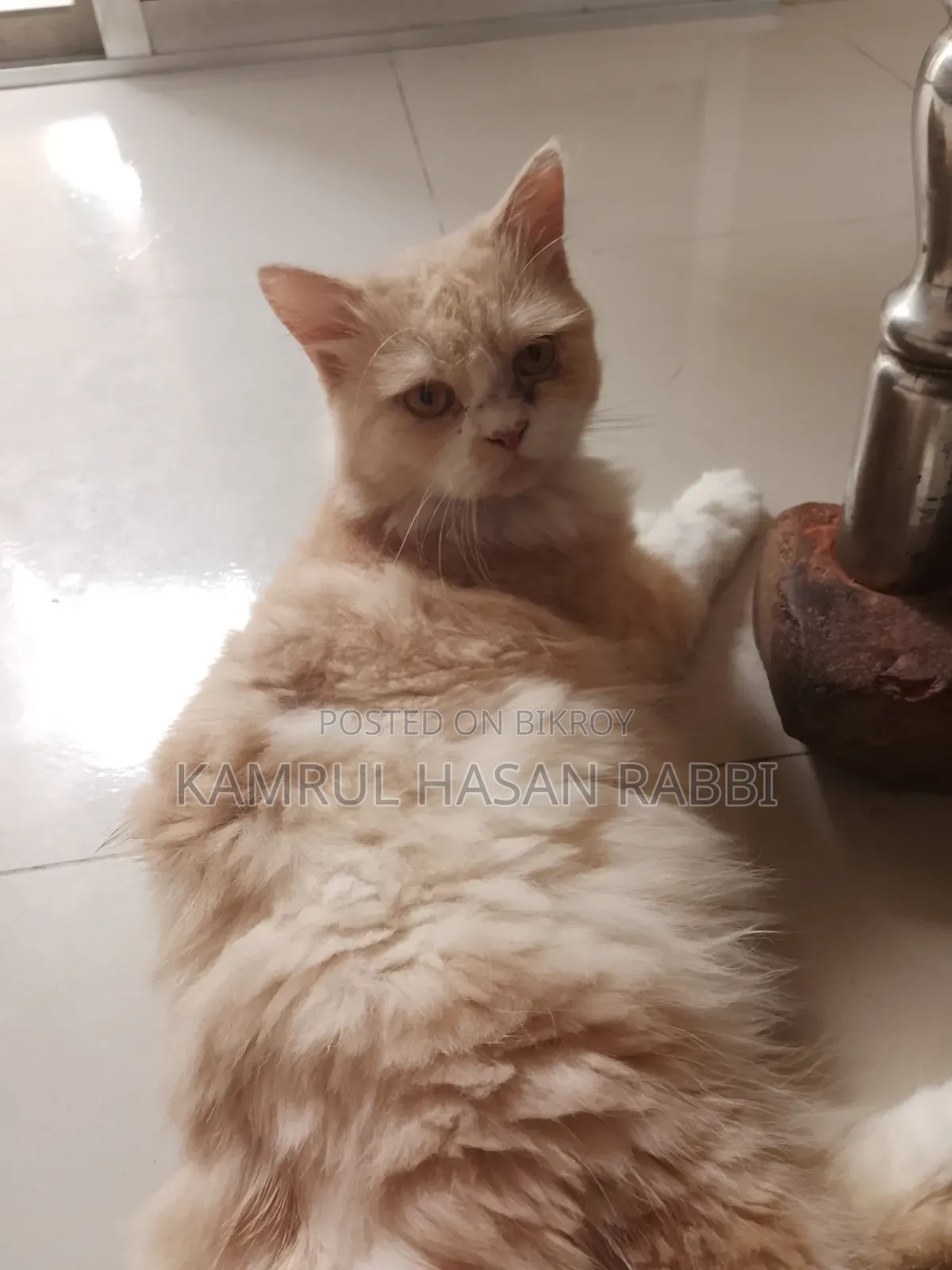 1+ Year Male Purebred Persian