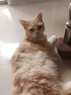 1+ Year Male Purebred Persian